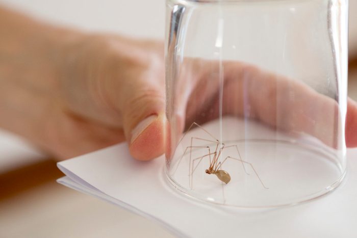 spider caught in glass at home